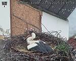 Capi_Dubne_20250522_164504.jpg