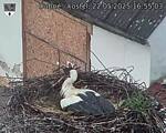 Capi_Dubne_20250522_165504.jpg