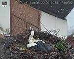 Capi_Dubne_20250522_170002.jpg
