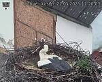 Capi_Dubne_20250522_172003.jpg