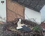 Capi_Dubne_20250522_172502.jpg
