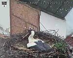 Capi_Dubne_20250522_173003.jpg