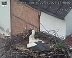 Capi_Dubne_20250522_174002.jpg