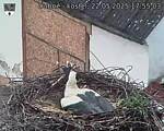 Capi_Dubne_20250522_175503.jpg