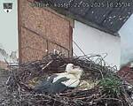 Capi_Dubne_20250522_182504.jpg