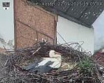 Capi_Dubne_20250522_190504.jpg