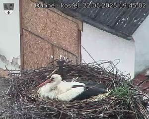 Capi_Dubne_20250522_194502.jpg (1350 x 1080)