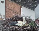 Capi_Dubne_20250522_201003.jpg