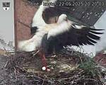 Capi_Dubne_20250522_202003.jpg