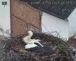 Capi_Dubne_20250522_202503.jpg