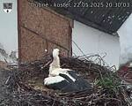 Capi_Dubne_20250522_203003.jpg