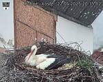 Capi_Dubne_20250522_203502.jpg