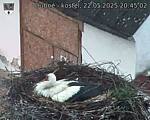 Capi_Dubne_20250522_204502.jpg