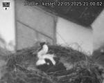 Capi_Dubne_20250522_210002.jpg