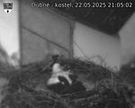 Capi_Dubne_20250522_210502.jpg