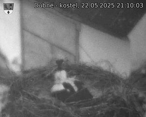 Capi_Dubne_20250522_211003.jpg (1350 x 1080)
