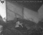 Capi_Dubne_20250522_211502.jpg