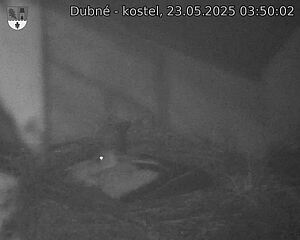 Capi_Dubne_20250523_035002.jpg (1350 x 1080)