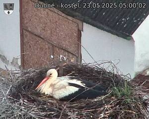 Capi_Dubne_20250523_050002.jpg (1350 x 1080)
