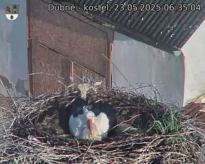 Capi_Dubne_20250523_063504.jpg (1350 x 1080)
