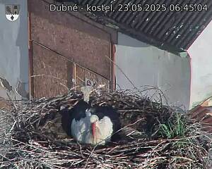 Capi_Dubne_20250523_064504.jpg (1350 x 1080)