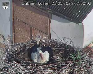 Capi_Dubne_20250523_070002.jpg (1350 x 1080)