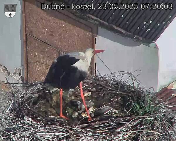 Capi_Dubne_20250523_072003.jpg (1350 x 1080)