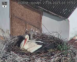 Capi_Dubne_20250523_073502.jpg (1350 x 1080)