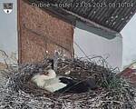 Capi_Dubne_20250523_081004.jpg