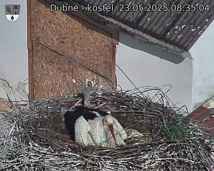 Capi_Dubne_20250523_083504.jpg (1350 x 1080)