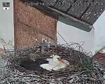 Capi_Dubne_20250523_090004.jpg
