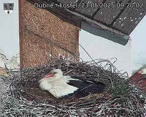 Capi_Dubne_20250523_092002.jpg (1350 x 1080)