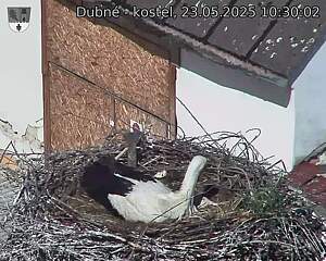Capi_Dubne_20250523_103002.jpg (1350 x 1080)