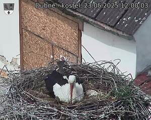 Capi_Dubne_20250523_120003.jpg (1350 x 1080)