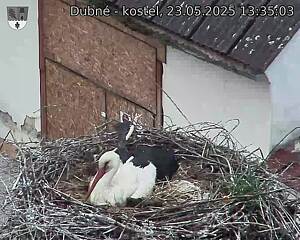 Capi_Dubne_20250523_133503.jpg (1350 x 1080)