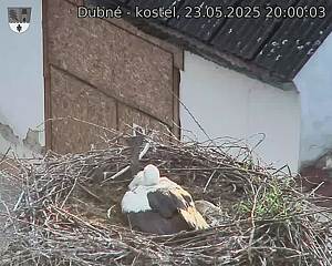 Capi_Dubne_20250523_200003.jpg (1350 x 1080)