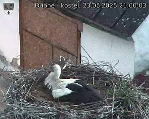 Capi_Dubne_20250523_210003.jpg (1350 x 1080)