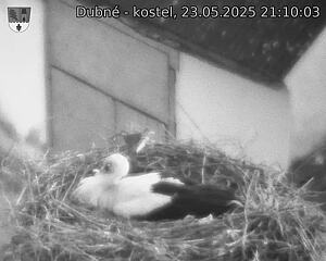 Capi_Dubne_20250523_211003.jpg (1350 x 1080)