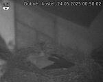 Capi_Dubne_20250524_005002.jpg
