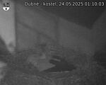 Capi_Dubne_20250524_011003.jpg