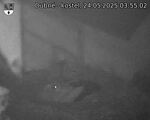 Capi_Dubne_20250524_035502.jpg