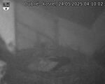Capi_Dubne_20250524_041002.jpg