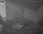 Capi_Dubne_20250524_042002.jpg
