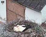 Capi_Dubne_20250524_050503.jpg