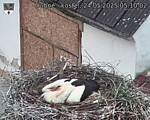 Capi_Dubne_20250524_051002.jpg