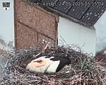 Capi_Dubne_20250524_051504.jpg