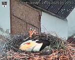 Capi_Dubne_20250524_052003.jpg