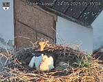 Capi_Dubne_20250524_053504.jpg