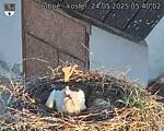 Capi_Dubne_20250524_054002.jpg