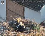 Capi_Dubne_20250524_054504.jpg
